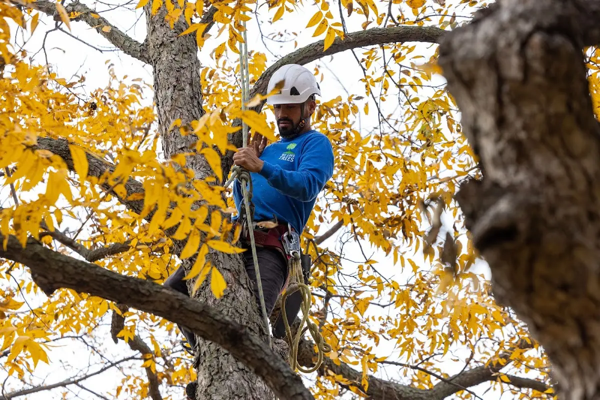 Skilled Emergency Tree Service crew working in Superior